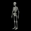 3d rendered Skeleton on black background