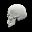 3d render human Skull
