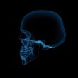 human x ray skull on black background