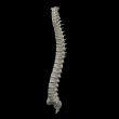 human spine