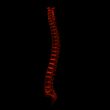 3d rendered illustration - human spine
