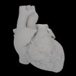3d render illustration of The Human Heart