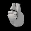 3d render illustration of The Human Heart