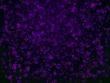 Violet abstract  background