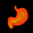 3d rendered illustration of the stomach