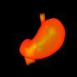 3d rendered illustration of the stomach