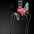 3d render illustration sacrum bone