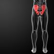 3d render illustration pelvis bone 