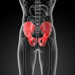 3d render illustration pelvis bone 