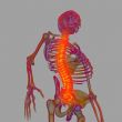 3d render human of sholderd pain - bottom view