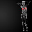 3d render female breast anatomy x-ray