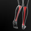 tibia bone