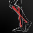 tibia bone
