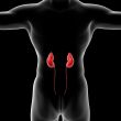 male kidney