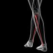 fibular bone