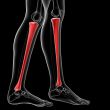 tibia bone