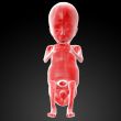Human fetus