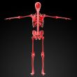 3d rendered red skeleton