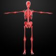 3d rendered skeleton