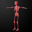 3d rendered skeleton