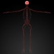 3d rendered illustration  nervous system