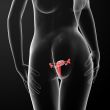 Female Reproductive System