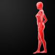 3d rendered illustration of the female