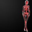 3d render of the female skeleton