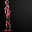 3d render of the female skeleton