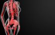 3d render skeleton by X-rays in red 