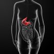 3d render of the female stomach