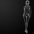 3d render female bladder anatomy x-ray