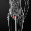 3d render female bladder anatomy x-ray
