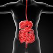 The human digestive system