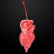 The human digestive system
