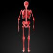 3d render Skeleton X-rays 