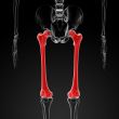 femur bone