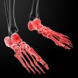 3d render human foot x-ray 
