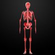 3d render Skeleton X-rays