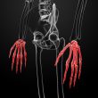 3d render skeleton visible hand