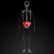 3d render pelvis under the X-rays - front view