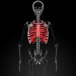 ribcage