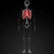 ribcage