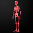 3d rendered illustration of the skeleton