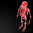 3d rendered illustration of the skeleton 