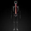 human spine