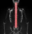 human spine