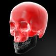 Human Skull. Upper half.