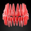 human teeth
