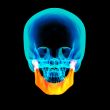 3d rendered illustration - jaw bone